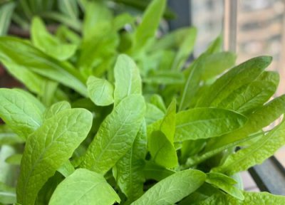 莴笋种植时间 莴笋种植时间和方法