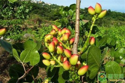 开心果为什么卖这么贵 开心果价格居高不下的五个原因