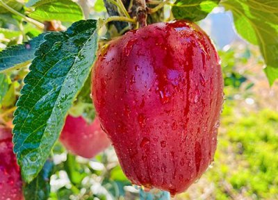 瓜果飘香是什么季节 花果飘香是形容描写秋天的吗