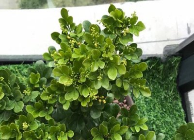 米兰花黄叶不开花的原因 如何养花开满盆