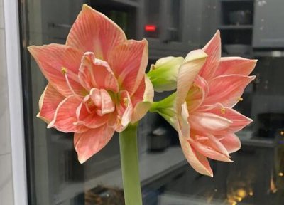 如何把朱顶红种球养肥 朱顶红怎么把这个种球养的大