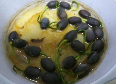 睡莲靠什么传播种子 属于靠水力传播种子的植物