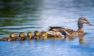 鸭子怎样炖好吃又营养 吃鸭肉有什么好处