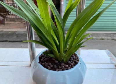 小苍兰一年开几次花 花期月份与时间