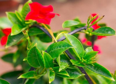 室内养飘香藤 飘香藤适合在室内还是室外养