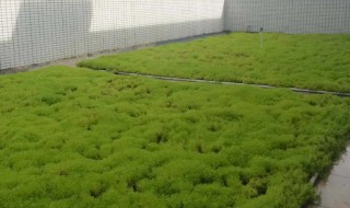 佛甲草什么季节修剪 佛甲草哪个季节修剪