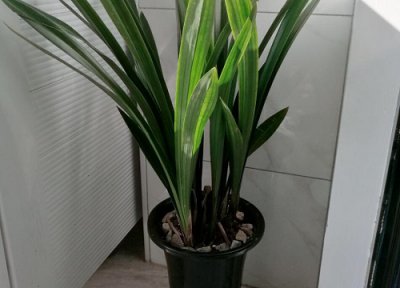 松树安全过冬 松树怎么过冬天