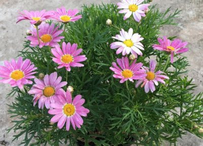 玛格丽特夏天晒太阳 玛格丽特怎么度夏安全