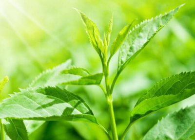 茶叶的品种有哪些 茶叶有哪几种品种