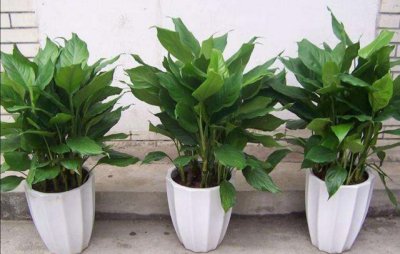 家中绿植怎样养长得快旺盛 室内怎样才能养出好的绿植