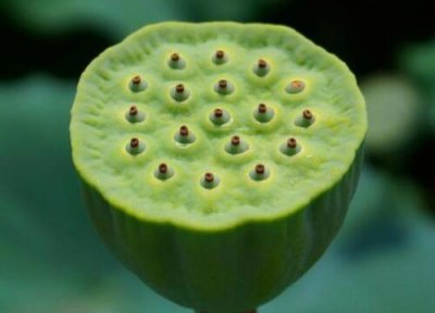 莲蓬什么季节成熟 一般是几月份成熟的