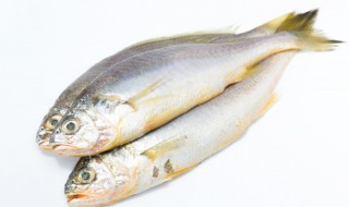 怎么挑新鲜的小黄鱼 如何挑新鲜的小黄鱼呢
