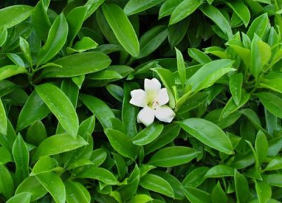 茉莉花水浇多了会怎么样 茉莉浇什么酸水开花越来越多