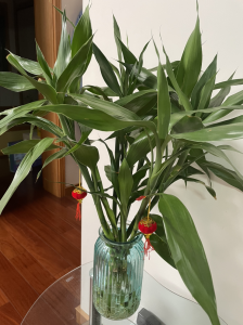 卧室适合摆放什么植物 家里卧室养这5种花卉有利于睡眠