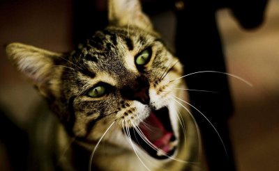 猫临死前最后一叫声代表什么 猫咪临终前的告别信号