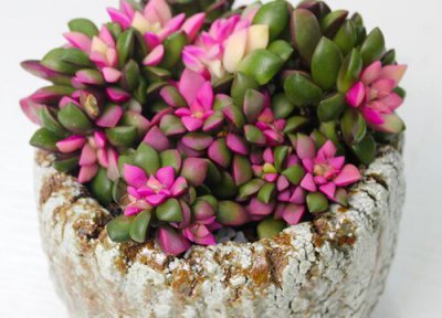 吹雪之松锦的养殖方法和注意事项 多肉吹雪之松锦怎么养