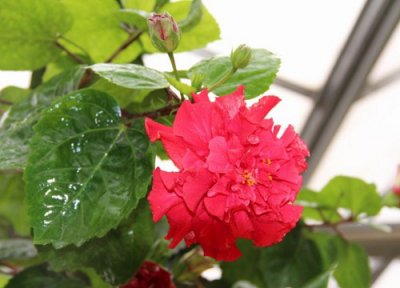 扶桑花期后如何施肥花苞多 扶桑花开花的时候施什么肥料