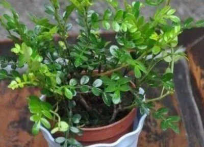 清香木的扦插方法 清香木可以扦插繁殖方法吗