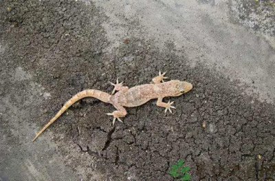 壁虎咬人吗有毒吗 壁虎在什么情况下会咬人