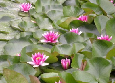 睡莲出现黄叶该怎么拯救 睡莲叶子发黄是什么原因