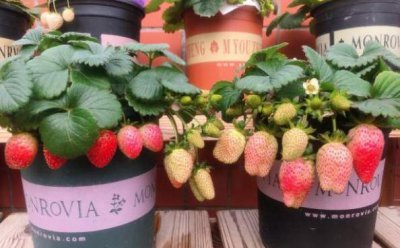 草莓叶子边缘发黑干枯原因 家庭盆栽草莓叶片发黑怎么解决