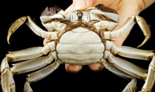 吃大闸蟹的好处和坏处 吃大闸蟹对身体有啥好处和坏处呢