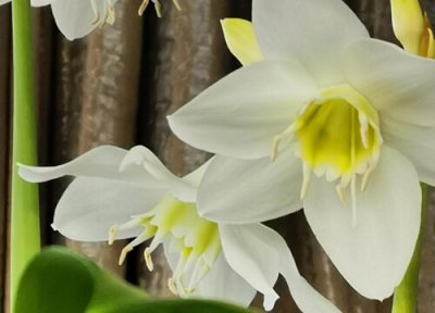 南美水仙的养殖方法和注意事项 南美水仙养护技巧