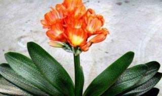 冬天室内能养哪些花卉 冬天室内能养什么花卉