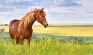 孩子学习马术有什么好处 孩子学习马术有哪些好处