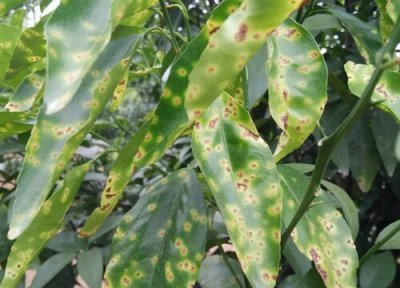 沃柑种植中常见病害 沃柑病虫害防治方法与技术措施