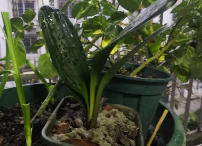 君子兰不浇水会死吗 哪些水不能浇灌君子兰容易导致死亡