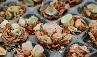 山地玫瑰适合什么地方种植 山地玫瑰适合哪些地方种植