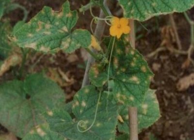 黄瓜烂根是什么原因 根部腐烂发病原因及补救方法