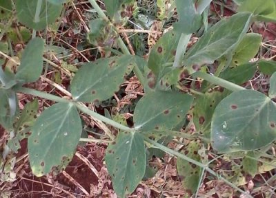 荷兰豆种植中常见病害 荷兰豆病虫害防治方法与技术措施