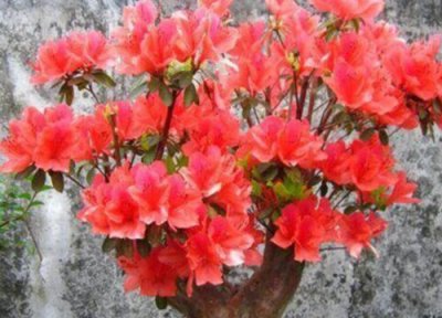 映山红花期时间 映山红花期是什么时候