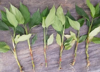 万年青的扦插方法 万年青扦插时间和方法