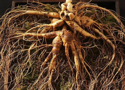 人参会跑是真的吗 揭开野生人参绑红绳会跑的秘密