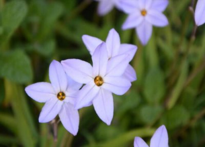 花韭耐寒多少度 花韭北方可以室外过冬吗