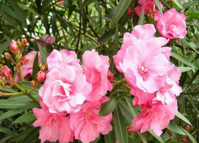 夹竹桃的养殖方法 夹竹桃的养殖方法和注意事项