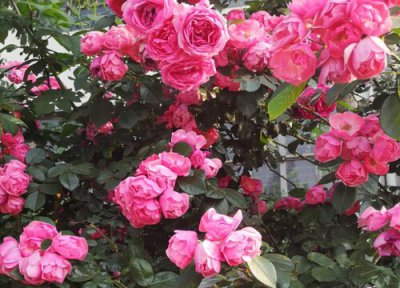 如何给月季正确的施肥 平时掌握好月季花施肥方法