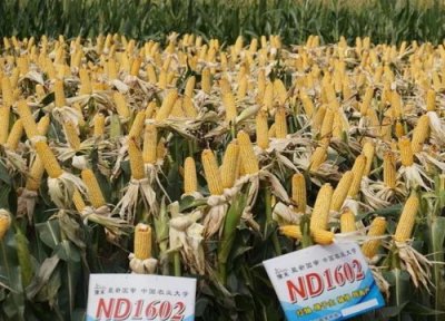 农大1602玉米种简介 玉米品种1602种子特征特性