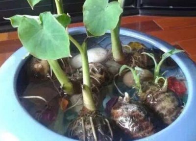 芋头如何栽种 芋头盆栽的种植方法与管理技术