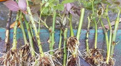 扦插的蔷薇杆生根后发黑 蔷薇扦插发芽后黑杆能活吗