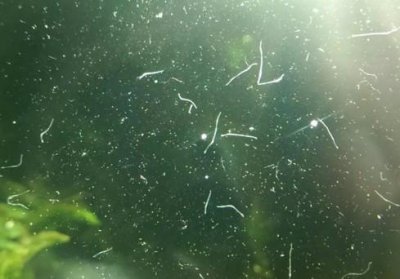 鱼缸里的蛋白虫怎么彻底消灭 蛋白虫是怎么出现的