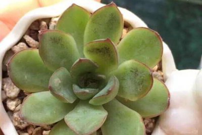 多肉煤烟病处理的妙招方法 多肉煤烟病用什么药防治最好