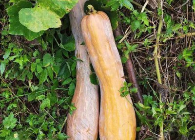 秋南瓜种植时间和方法 冬季南瓜种植时间和方法