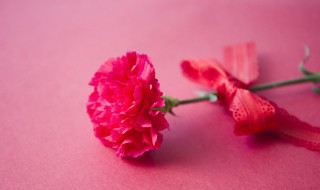 康乃馨苗怎么养才能爆盆 康乃馨苗如何养爆盆