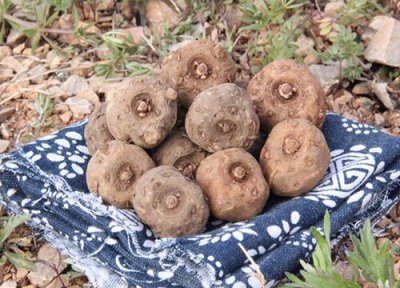 魔芋的种植方法和管理技术 魔芋种植不会烂产量高的要点