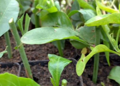 蓝雪花扦插多久生根 什么时候扦插比较好