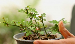 月季什么季节换盆 月季哪个季节换盆